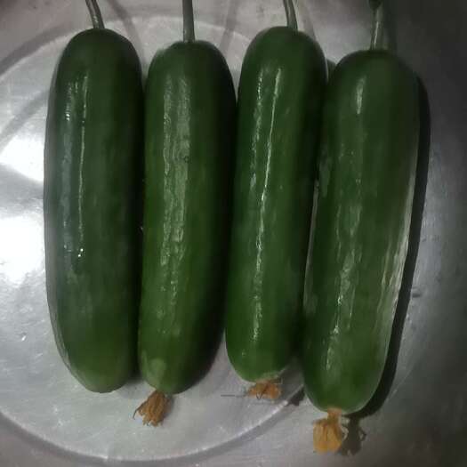 马山县无刺水果小黄瓜