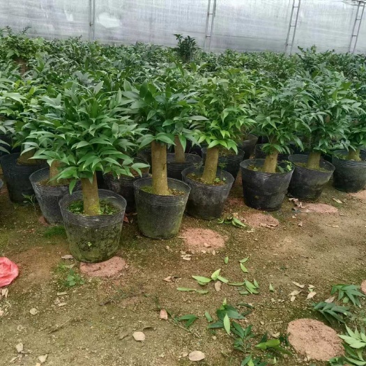 漳平市竹柏桩，富贵竹基地直销，自产自销，量大价优，一手货源