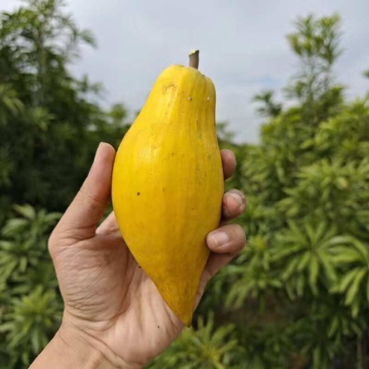 漳浦县（顺丰）木瓜仙桃蛋黄果新鲜海南应季时令水果品优良大果5斤