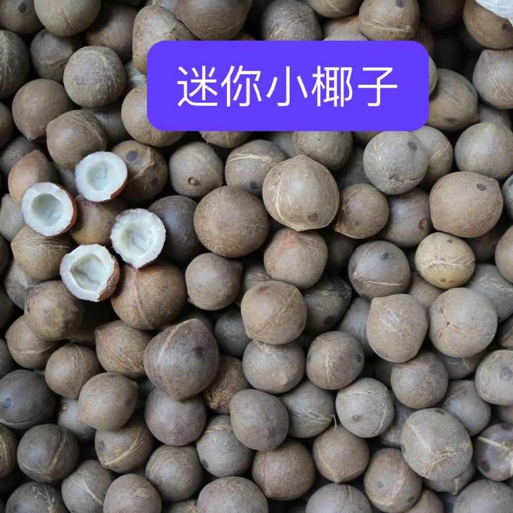 海椰皇 椰皇 小椰子煲汤香味浓郁手指头大椰皇量大从优一手货源