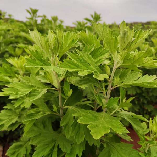 宛艾艾草苗 端午艾 宛艾 大白艾 万亩种植基地成活率高  包