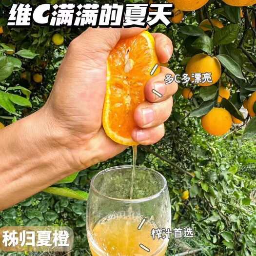 「夏橙」秭归脐橙之夏橙单品，历经春夏秋冬夏五季，独特的橙味儿