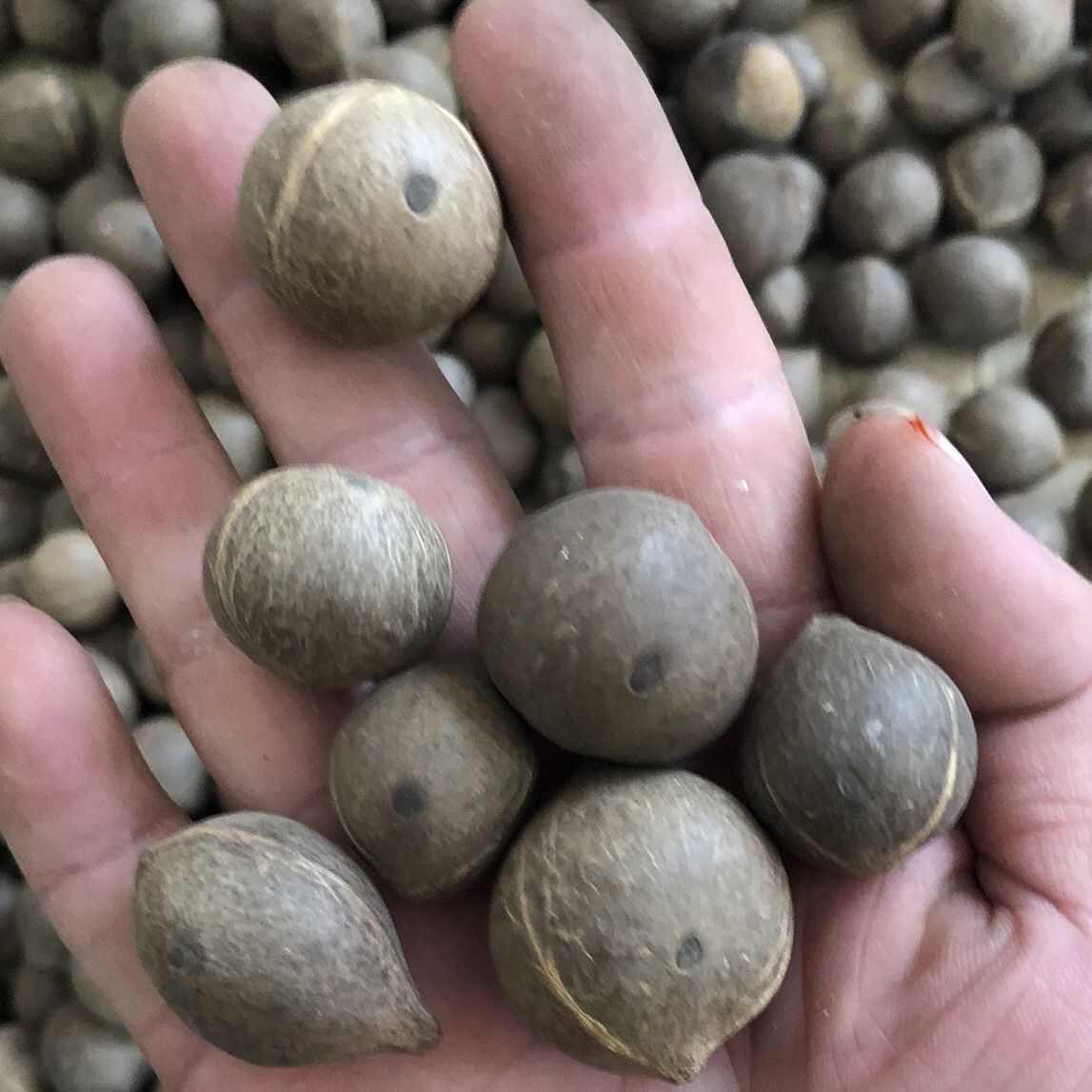 海椰皇 椰皇 小椰子煲汤香味浓郁手指头大椰皇量大从优一手货源