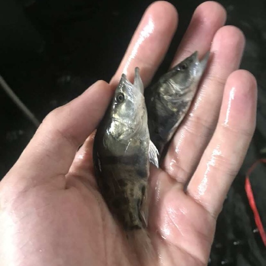 南宁桂花鳜鱼苗