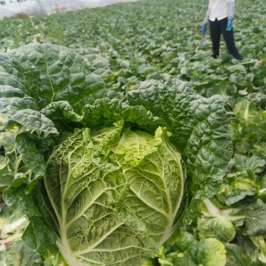 黄心大白菜