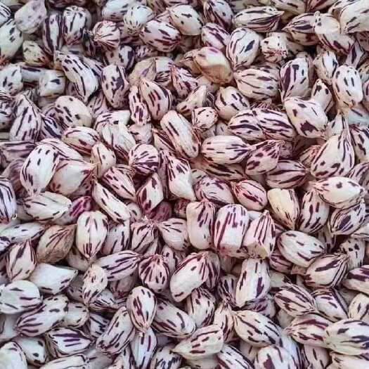 瑞丽市彩色花生  云南七彩花生米  水果花生干货一手货源批发