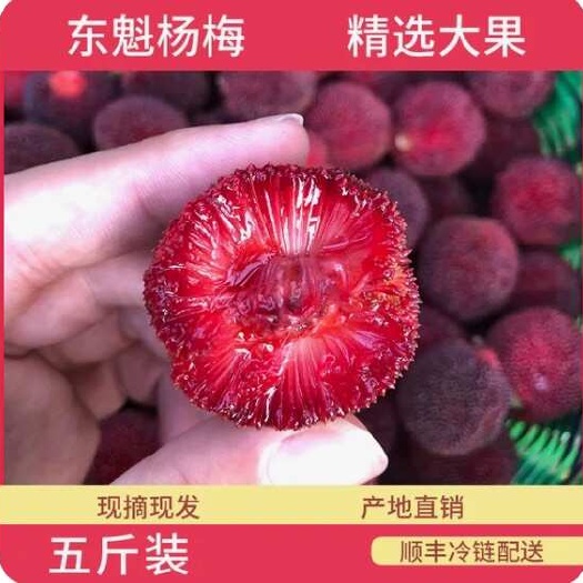 顺丰冷链 宁波产新鲜东魁杨梅浙江同仙居杨梅高山当季时令水果