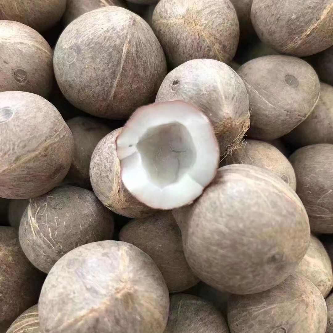 海椰皇 椰皇 小椰子煲汤香味浓郁手指头大椰皇量大从优一手货源