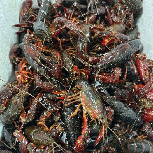 精品炮头小龙虾，各种规格应有尽有