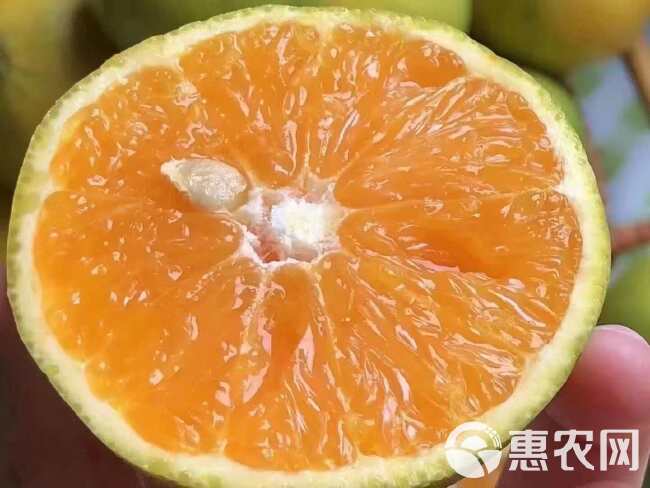 「夏橙」秭归脐橙之夏橙单品，历经春夏秋冬夏五季，独特的橙味儿