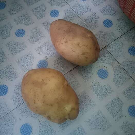 岐山县蔬菜土豆