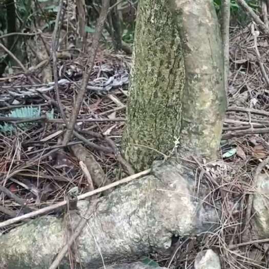 上林县酸藤子大生桩，未起，5一10公分径，泥根发298元包邮