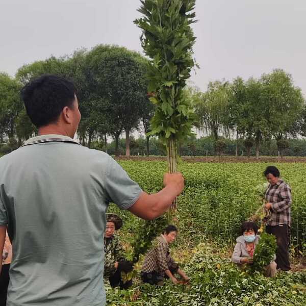 宛艾艾草苗 端午艾 宛艾 大白艾 万亩种植基地成活率高  包