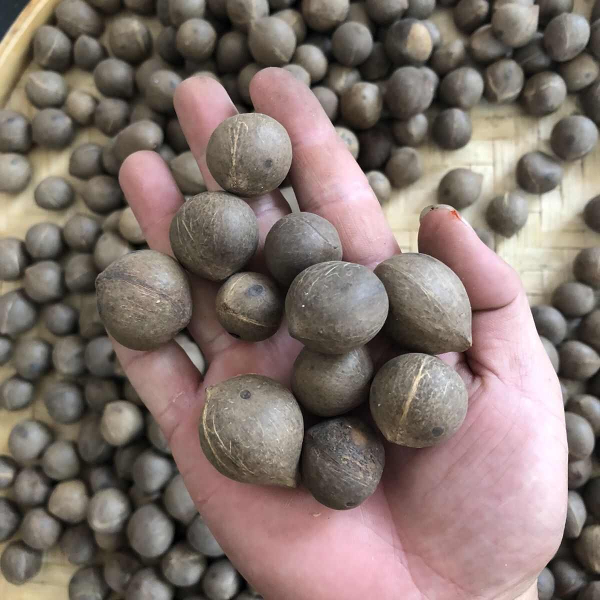 海椰皇 椰皇 小椰子煲汤香味浓郁手指头大椰皇量大从优一手货源