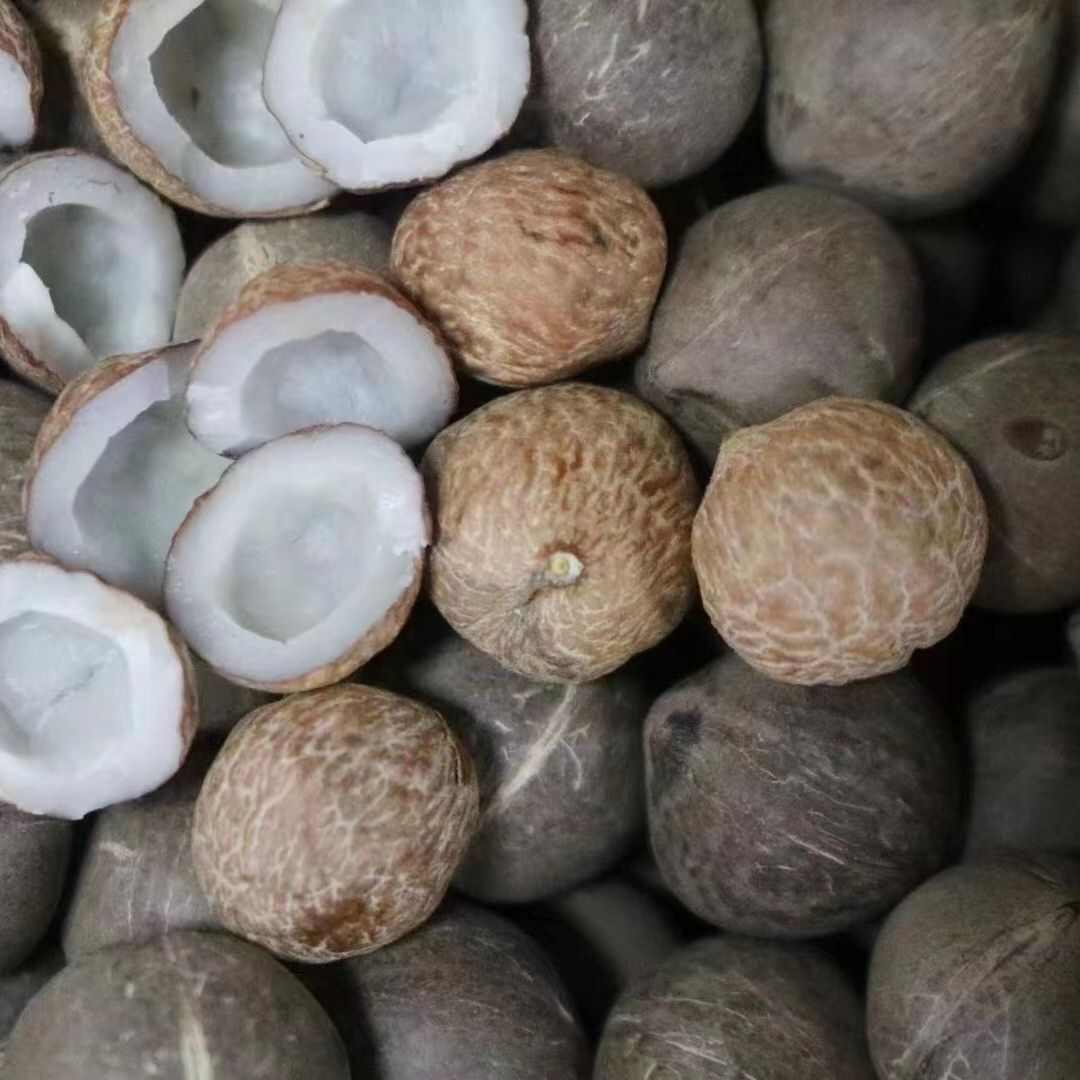 海椰皇 椰皇 小椰子煲汤香味浓郁手指头大椰皇量大从优一手货源