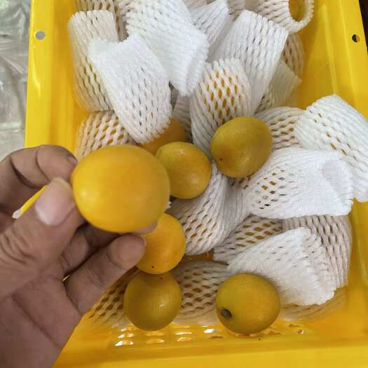 长沙山东珍珠油杏