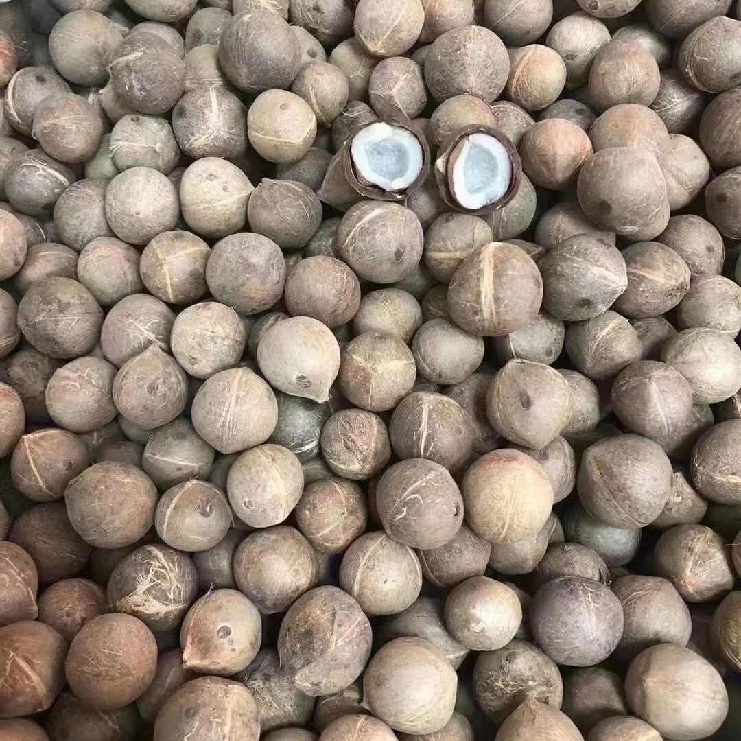 海椰皇 椰皇 小椰子煲汤香味浓郁手指头大椰皇量大从优一手货源