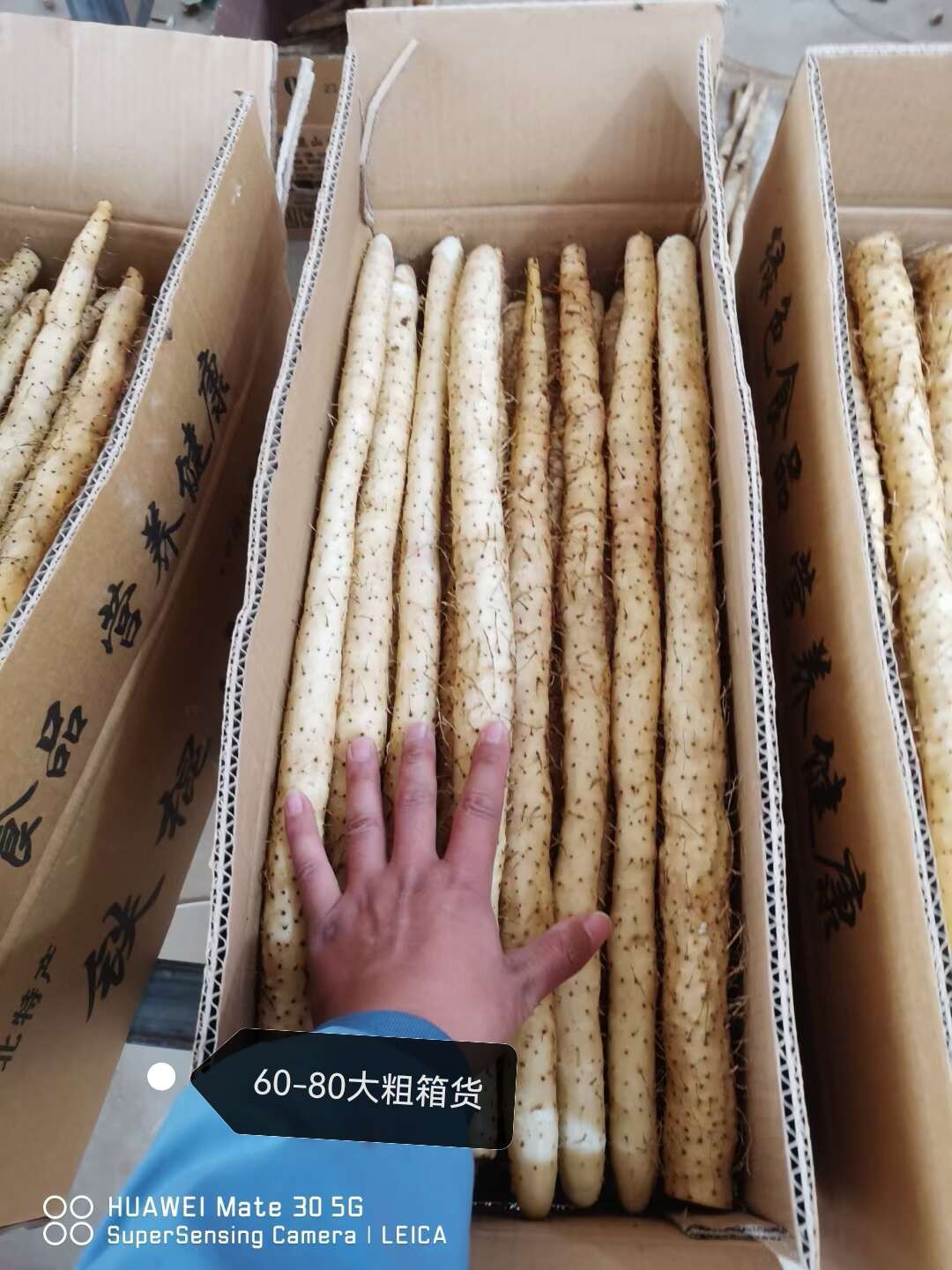 小白嘴山药，铁棍山药，双棒山药，产地直供，可水洗加工分拣包装