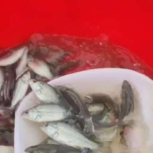 佛山鲈鱼苗