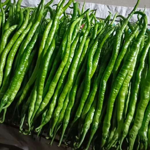城固县陕西汉中精品线辣、菜辣、货源充足、质量保证