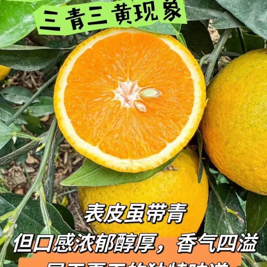 【秭归夏橙】果大皮薄 肉质脆嫩化渣 香浓味甜汁多 耐贮运