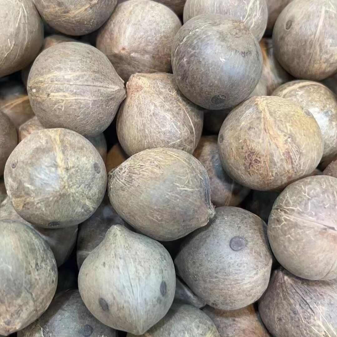 海椰皇 椰皇 小椰子煲汤香味浓郁手指头大椰皇量大从优一手货源