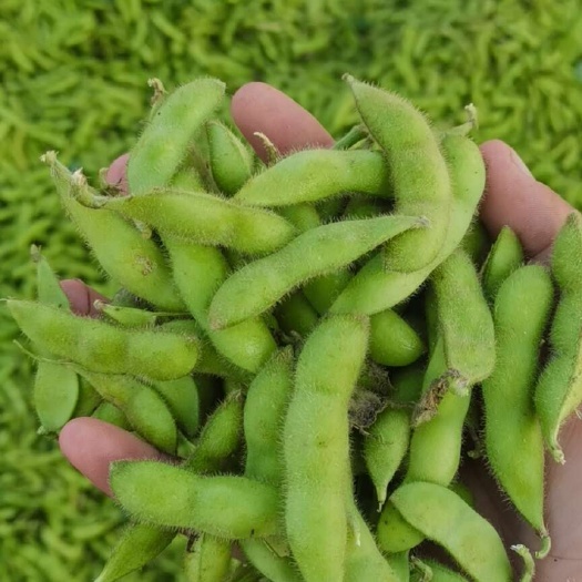 毛豆荚  安徽精品菜毛豆大荚翠绿宝毛豆提供场地风选水洗配车产