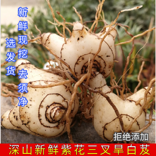 修水县3年白芨批发，在地里，急售，欢迎询价，