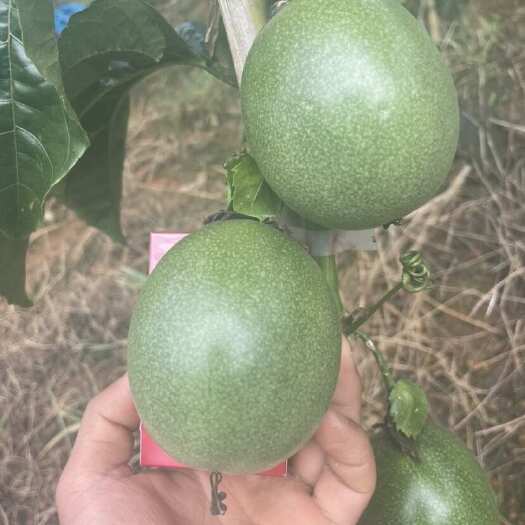 马关县云南特有地区精品A级百香果