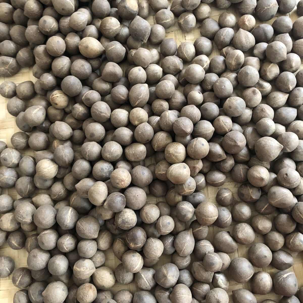 海椰皇 椰皇 小椰子煲汤香味浓郁手指头大椰皇量大从优一手货源