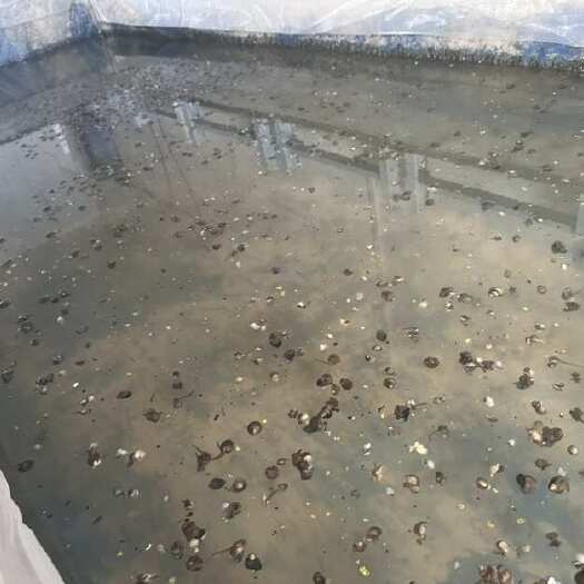 南通水蛭苗半月左右大概7.8万尾，求打包，便宜甩了，比同行实惠