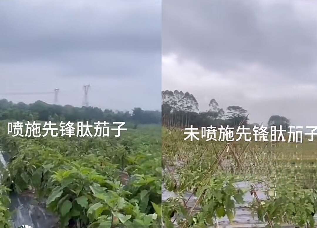 维丰泰（果蔬专用）多肽原粉生根苗保花膨果防畸防裂膨果增甜肥料