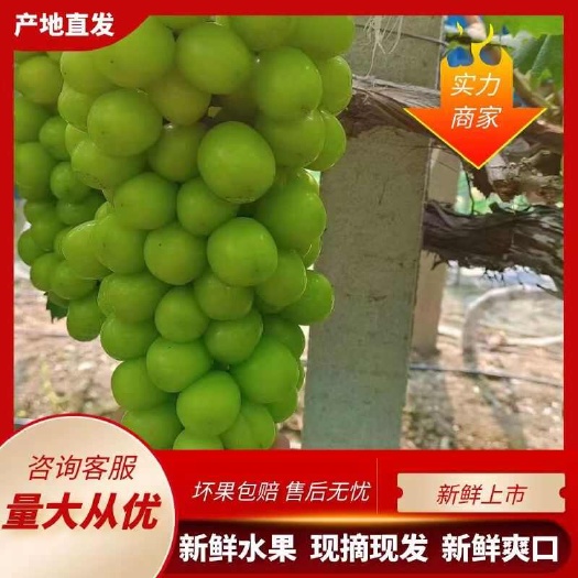 确山县晴王  阳光玫瑰，糖度老少皆宜，红土地产出 全国销售量大从优