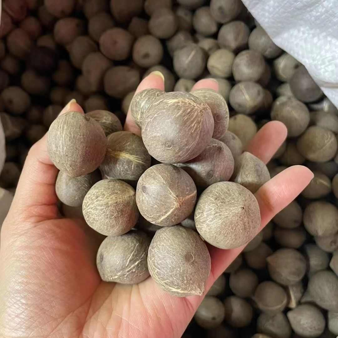 海椰皇 椰皇 小椰子煲汤香味浓郁手指头大椰皇量大从优一手货源