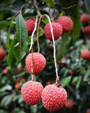惠来县桂味荔枝、黑叶荔枝、六月荔大量出售
