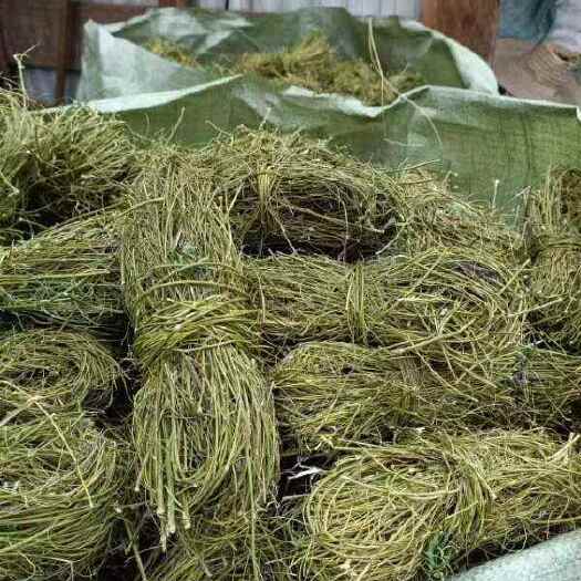 玉林甘甜鸡骨草中药㘩发一手货源量大忧惠