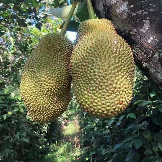 海口新鲜整个榴莲蜜 当季热带水果 海南新鲜网红巴掌小榴莲蜜迷你湿