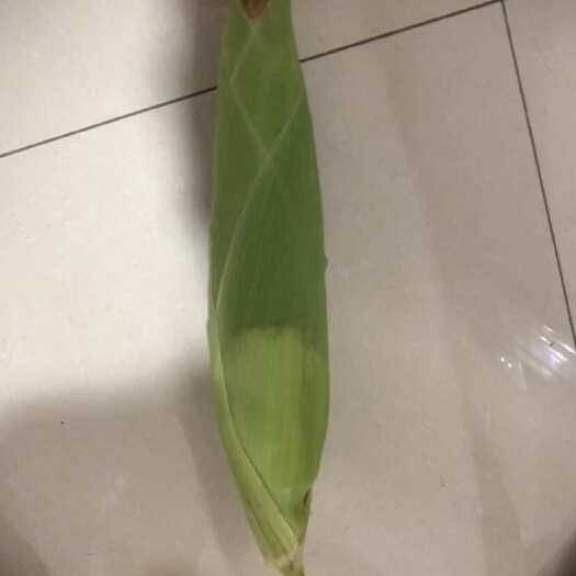 杭州鲜玉米