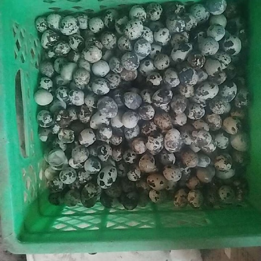 隆尧县出售鹌鹑蛋，养殖场直供无经销商