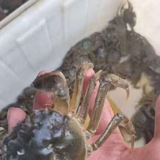 天津蟹苗