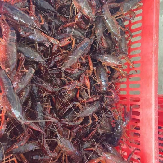 惠州小龙虾