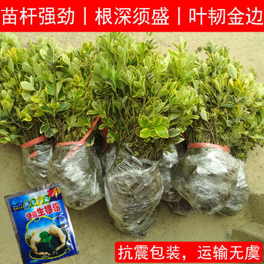 金边黄杨树苗室外花园绿化工程小苗庭院苗圃四季常青大叶苗木植物