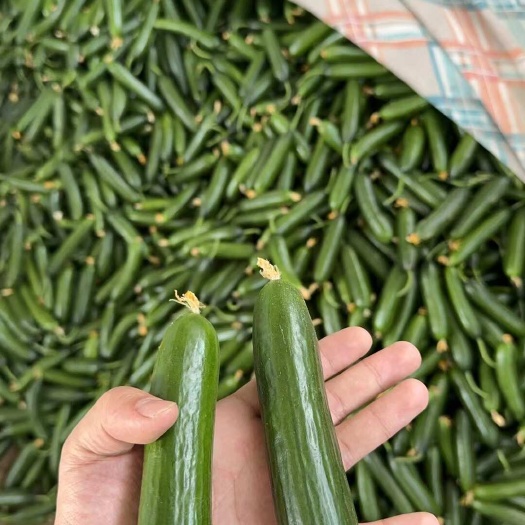 莘县水果黄瓜，精品鲜花黄瓜，小乳瓜，现摘现发