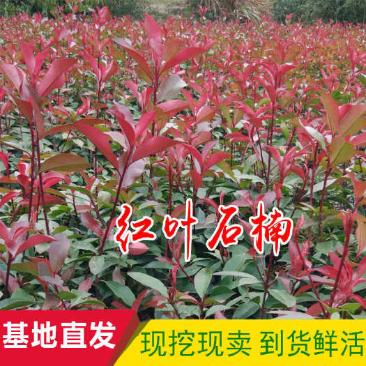 咸宁红叶石楠树苗四季常青高杆篱笆绿化石楠小苗庭院植物园林工程苗木