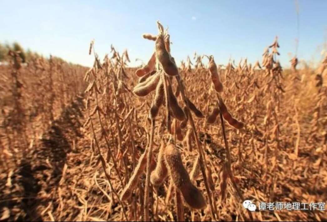 嫩江大豆之乡，生长期115天可做豆腐，豆浆，多种食品口感醇香