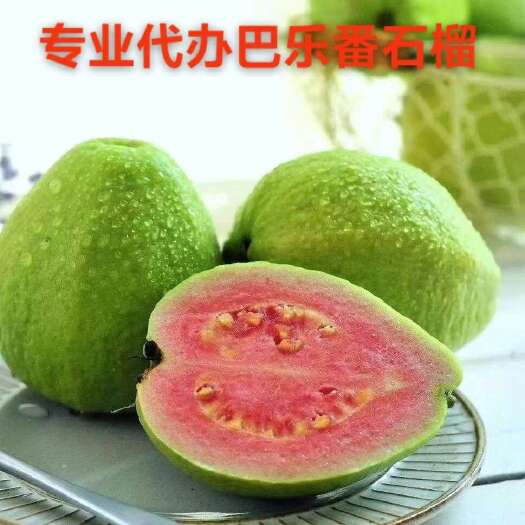 廉江市番石榴