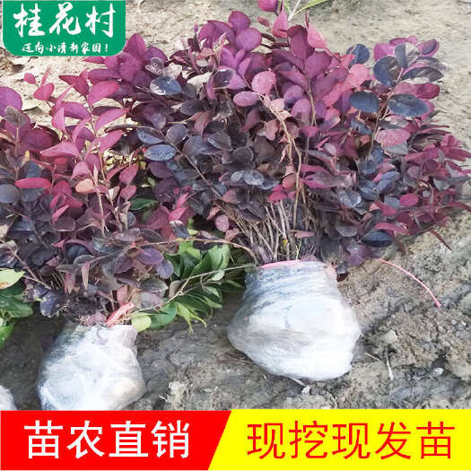 咸宁红花继木树苗庭院四季常青花园绿化工程苗木黑珍珠红檵木小苗地栽
