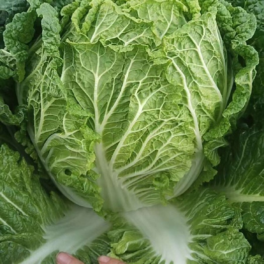 黄心大白菜