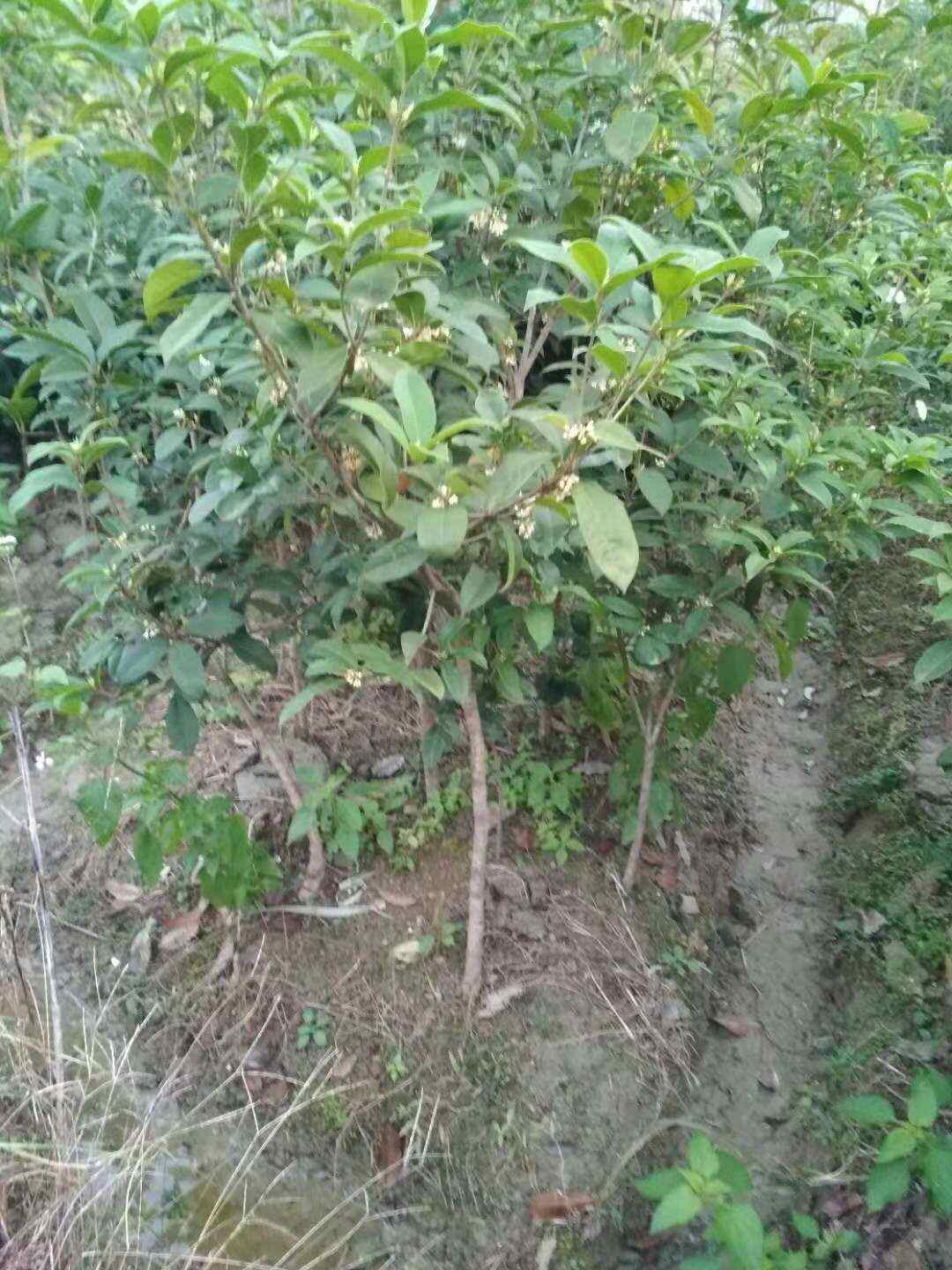 桂花盆景金桂丹桂四季桂盆栽室内走廊绿化布景桂花树四季常青浓香