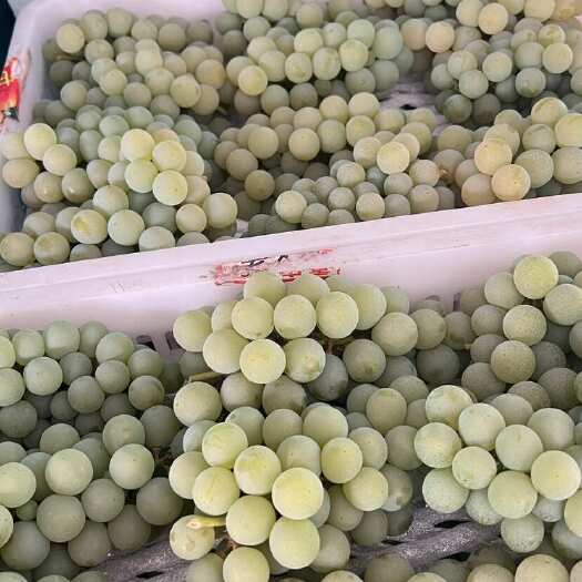 弥勒市云南特产水晶葡萄